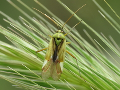 Reuterista instabilis