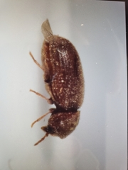 Stegobium