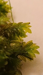 Fissidens crassipes