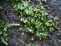 Fissidens crassipes
