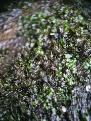 Fissidens crassipes