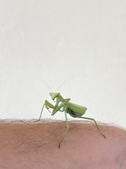 Mantidae