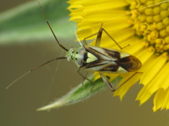 Reuterista instabilis