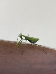 Mantidae