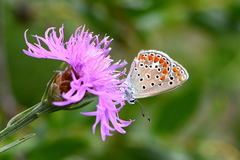 Polyommatus thersites