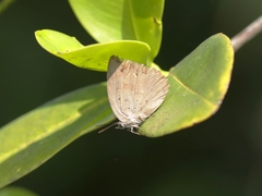 Arhopala alea