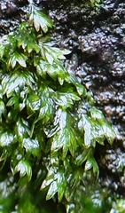 Fissidens crassipes