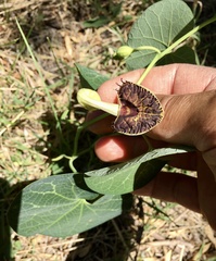 Aristolochia fimbriata