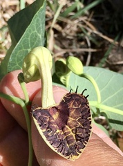 Aristolochia fimbriata