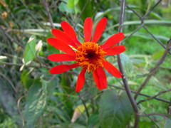 Pseudogynoxys benthamii