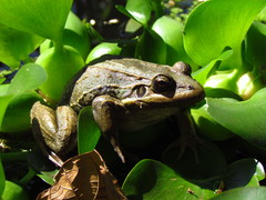 Leptodactylus paranaru