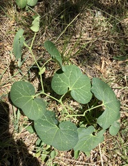 Aristolochia fimbriata