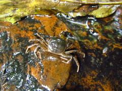 Trichodactylus fluviatilis