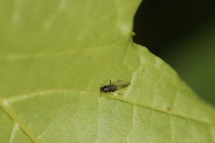 Periphyllus testudinaceus