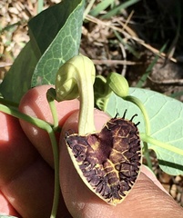 Aristolochia fimbriata