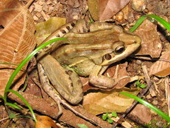 Leptodactylus paranaru