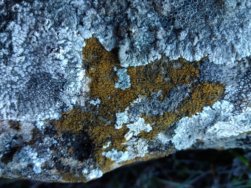 Representative image of Flavoplaca coronata