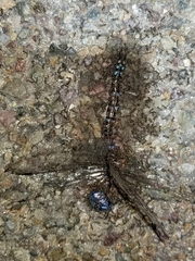 Rhionaeschna multicolor