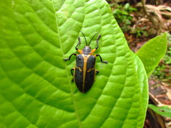 Mecistomela marginata