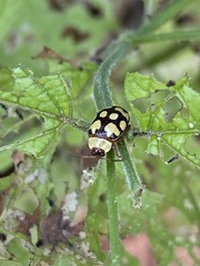 Alagoasa jacobiana