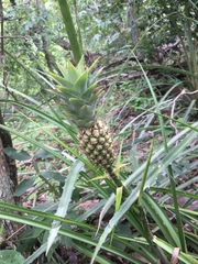 Ananas comosus microstachys