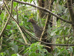Ortalis squamata