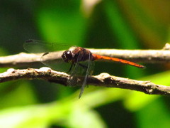 Orthemis ambinigra