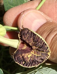 Aristolochia fimbriata