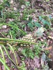 Ananas comosus microstachys