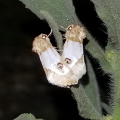 Schinia oculata