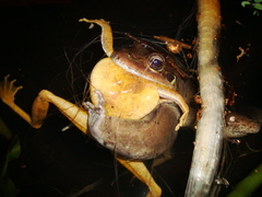 Leptodactylus paranaru