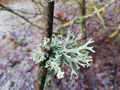 Evernia prunastri