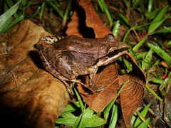 Leptodactylus notoaktites