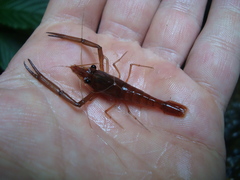 Macrobrachium potiuna