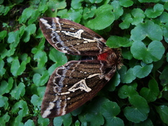 Dirphiopsis epiolina