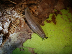Meghimatium pictum