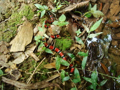 Micrurus corallinus