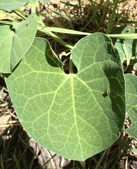 Aristolochia fimbriata