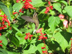 Phaethornis squalidus