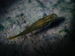 Phalloceros caudimaculatus