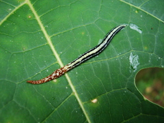 Geoplana pulchella