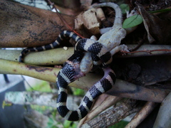 Oxyrhopus clathratus
