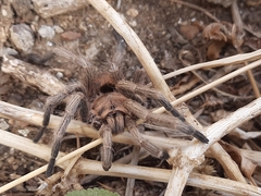 Dolichothele exilis