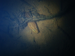 Synbranchus marmoratus