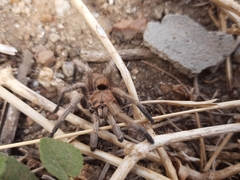 Dolichothele exilis
