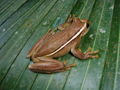 Trachycephalus mesophaeus