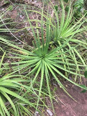 Dyckia