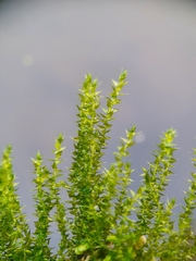 Hygroamblystegium humile