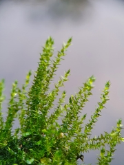 Hygroamblystegium humile