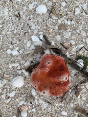 Dragmacidon lunaecharta